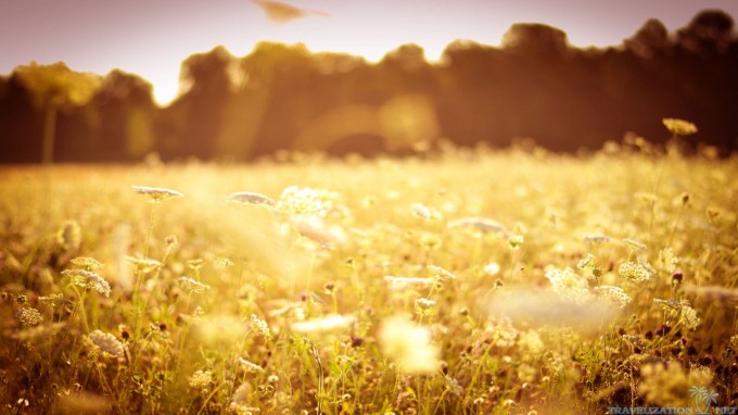 whiteflowers-sunny-white-flowers-meadow-224906